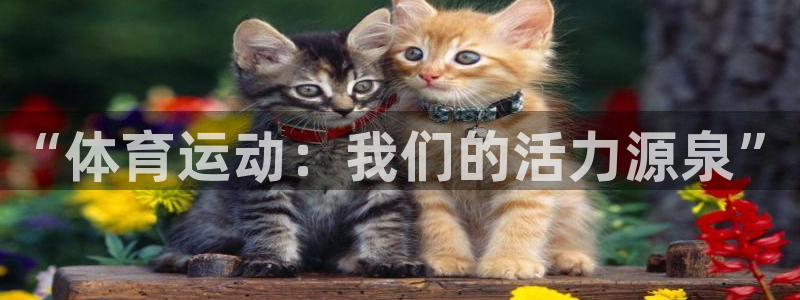 三亿体育网